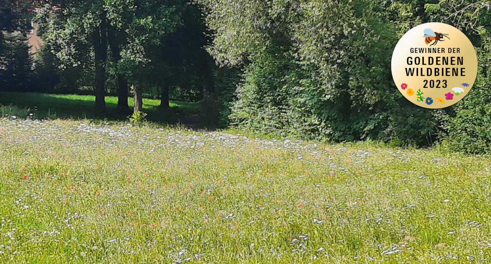 Blumenwiese in Grünkraut
