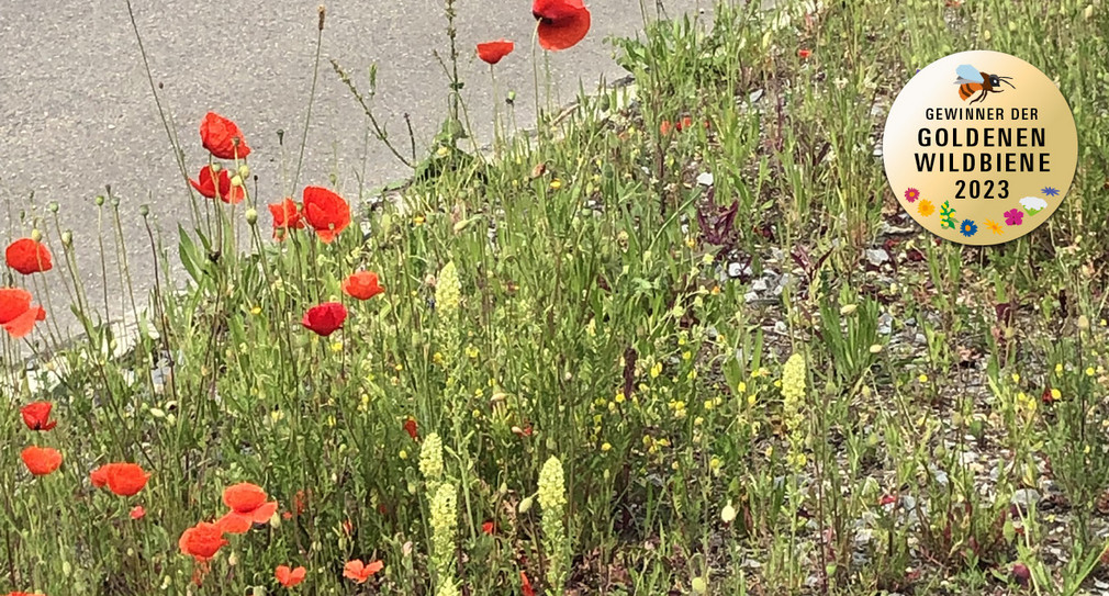 Blumenwiese im Rhein-Neckar-Kreis