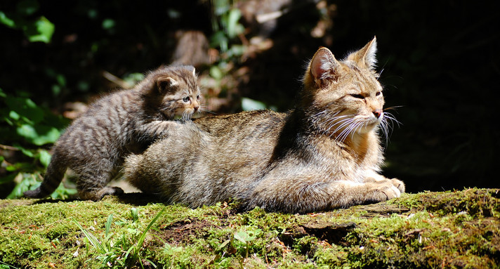 Wildkatze mit Jungtier (Bild: Fotolia.com/ Sergejs Ivanovs)