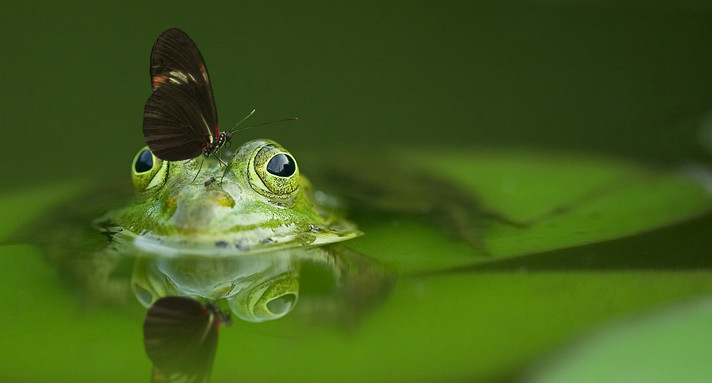 Wasserfrosch im Gartenteich (Bild: Pixabay/ 540812-1920)