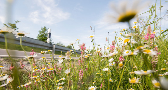 Straßenrand mit blühenden Blumen und Gräsern.
