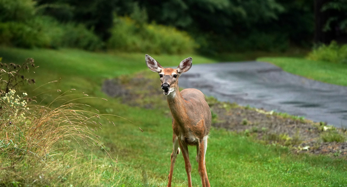 Ein Reh steht an einer Straße.