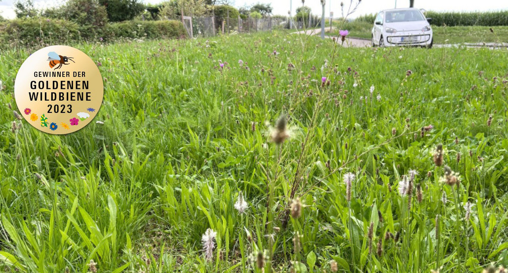 Blumenwiese in Fellbach