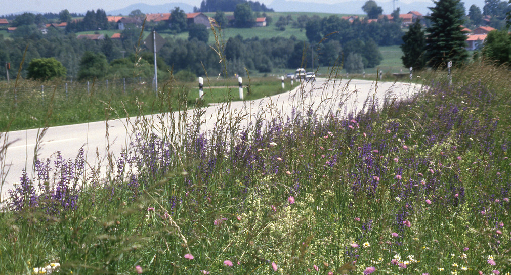 Salbei-Glatthafer-Wiese auf einer Böschung im Frühsommer (Foto: © Dr. Tillmann Stottele)