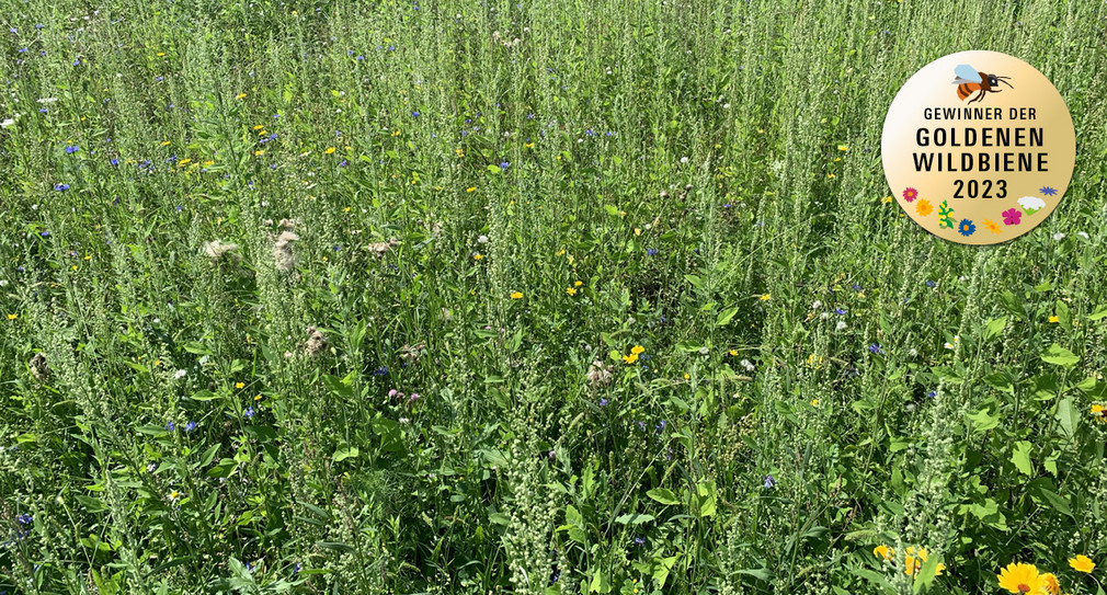 Blumenwiese in Igersheim