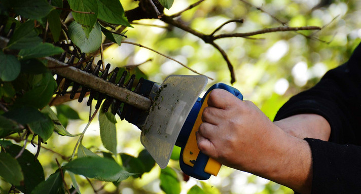 Eine Hand schneidet eine Hecke mit einer Gartenschere (Bilderquelle: pixabay/bush-972972/1920)