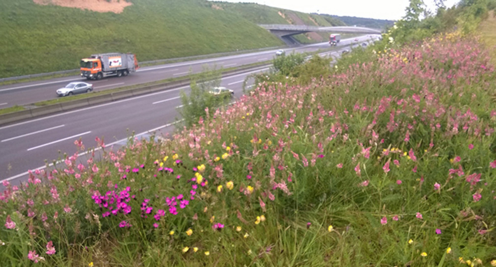 140523 PM Strassengruen 700x360