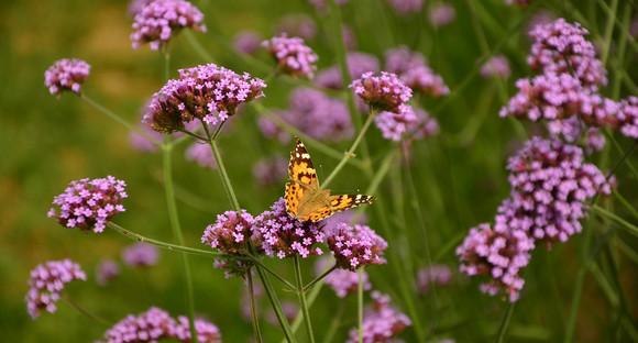 Blume mit Schmetterling (Bild: Pixabay/ flowers-881965_192)
