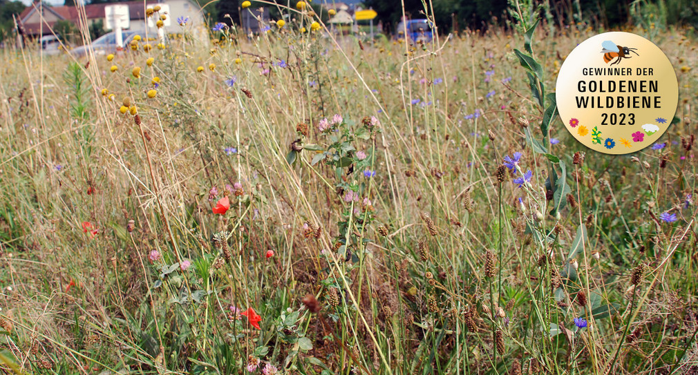 Blumenwiese in Waldshut