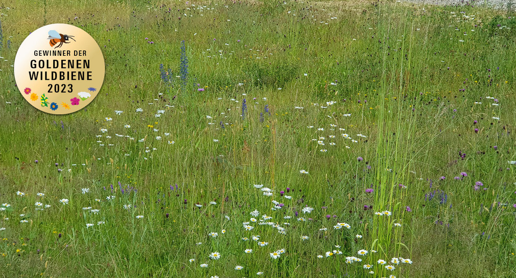 Blumenwiese in Rickenbach