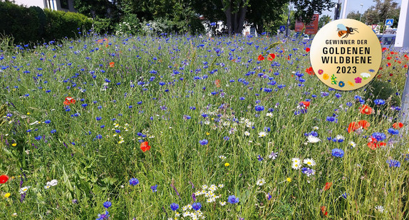 Blumenwiese in Hemsbach