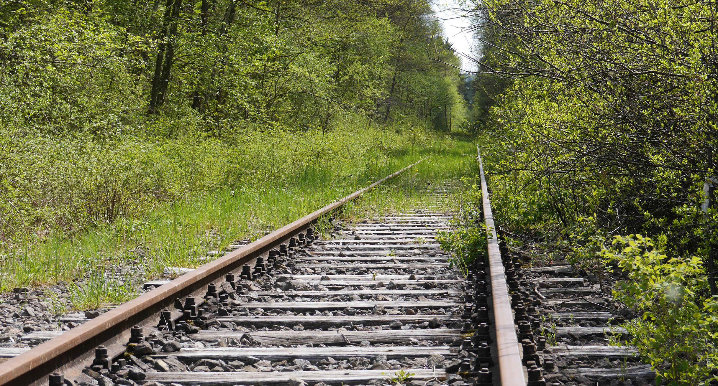 Überwachsene Bahnschienen führen in die Ferne.